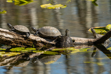 European pond turtles sunbathing on a piece of wood in a pond