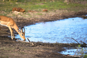 Wildlife