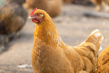 Free-range chickens. Head of a red hen close-up. Brown feathered domestic bird that lays eggs. Rural life on a farm with homemade products
