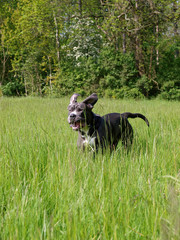 Mastiff Dog in a Field