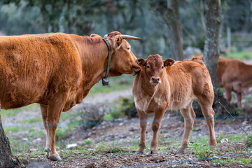 A herd of cows in the mountain. A big cow is kissing her calf, who is looking at the camera
