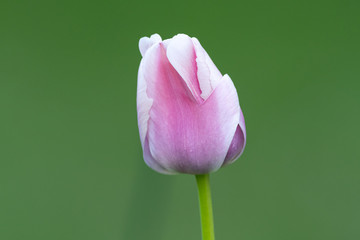 Closed bud of a pink tulip green background