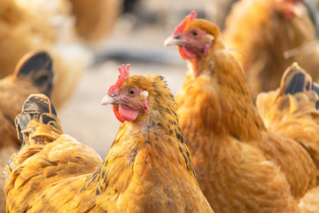 Free-range chickens. Head of a red hen close-up. Brown feathered domestic bird that lays eggs. Rural life on a farm with homemade products