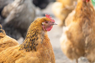 Free-range chickens. Head of a red hen close-up. Brown feathered domestic bird that lays eggs. Rural life on a farm with homemade products