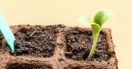 Young bright green sprout of zucchini, sprouted from seed, in peat pot with blue tag on a light background, the concept of gardening and spring plantings in the garden