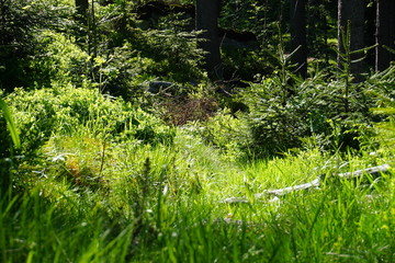 Fototapeta premium Growing forest, Karkonoski National Park, Poland. May 2019