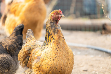 Free-range chickens. Head of a red hen close-up. Brown feathered domestic bird that lays eggs. Rural life on a farm with homemade products