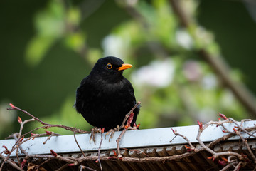 A male blackbird sitting on a small roof