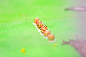 Red rose petals in indian wedding ceremony