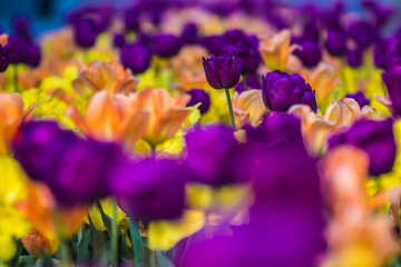 purple and yellow tulips in spring - 338797122
