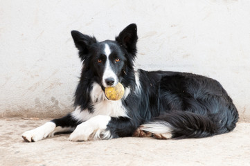 Portrait d'un chien allongé jouant avec une balle de tennis