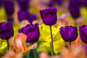 purple and yellow tulips - 338797127