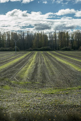 Campo en Guadalajara (España)