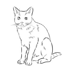 cute pet cat, realistic vector sketch illustration