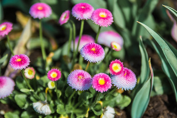 pink daisies in a flower bed in spring - 338797335