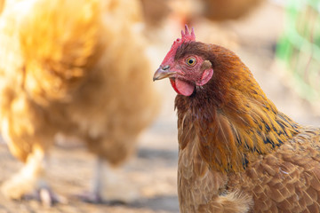 Head of a red hen close-up. Brown feathered domestic bird that lays eggs. Rural life on a farm with homemade products
