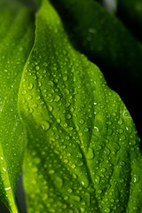 drops of water on large green leaves
