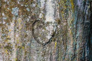 Heart carved into the bark of a tree. Sign of love. - 338797919
