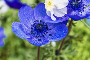 blue and white flower blossoms with raindrops  - 338798105