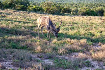 Kudu Addo National Game Reserve