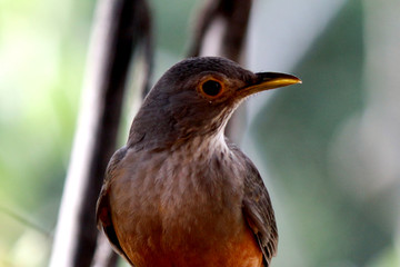 pássaros