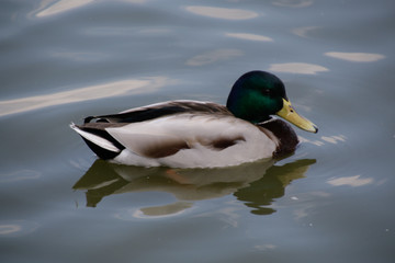 duck swimming in the water