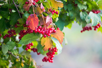 Viburnum bush with red berries and green and yellow leaves in early autumn