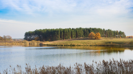 trees behind the lake