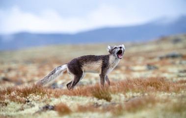 Howling arctic fox in Dovre mountains national park, Norway