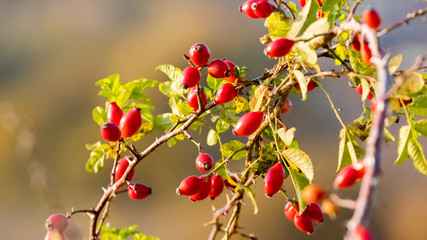 Rosehip bush with red berries in sunny weather