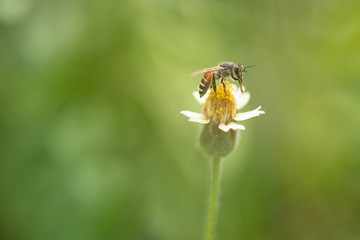Macro flowers and insects