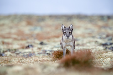 Arctic fox in Dovre mountains national park, Norway