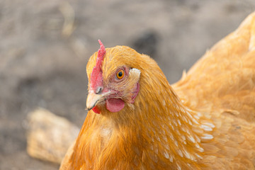 Head of a red hen close-up. Brown feathered domestic bird that lays eggs. Rural life on a farm with...