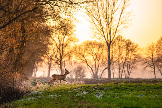 Jeleń  zach&oacute;d słońca 