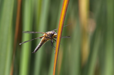 Female Broad Bodied Chaser Dragonfly, Libellula depressa, Resting On A Reed Against A Diffuse Green Background Of A Reed Bed. Taken Moors Valley UK