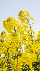 Obraz premium Field of beautiful yellow flowers. Bright rapeseed flowers close-up. Spring flowering backdrop. Botanical natural background. Farming and agriculture concept. Copy space. Selective focus image. 