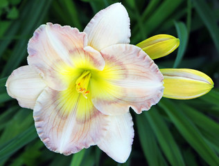 Delicate pink lily