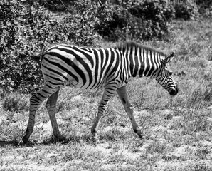 Fototapeta na wymiar Zebra Addo National Park South Africa