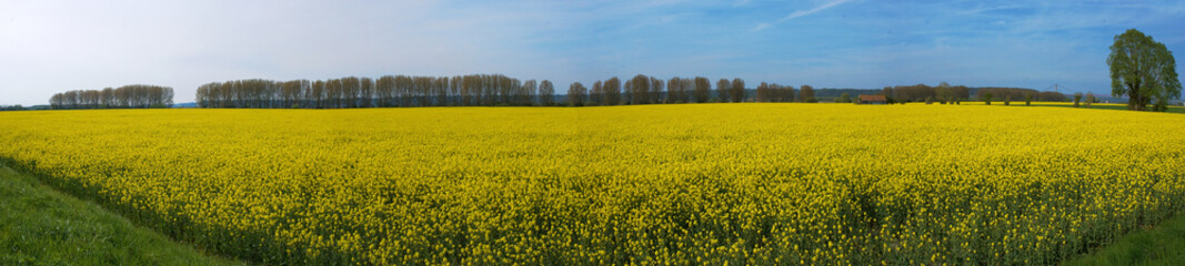 Fototapeta premium Großes Rapsfeld in der Normandie, Panorama