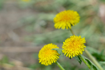 Dandelion flowers, yellow flowers, green grass