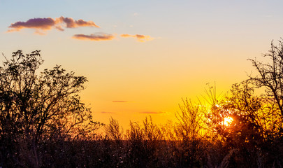 Silhouettes of trees on a background of a beautiful sky during sunset