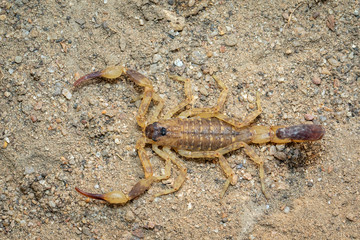Image of brown scorpion on the ground. Insect. Animal.