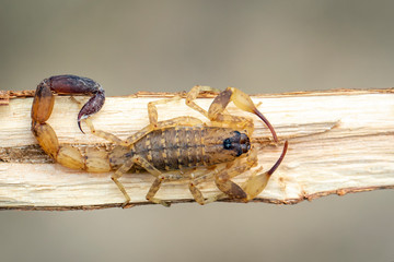 Image of brown scorpion on brown dry tree branch. Insect. Animal.