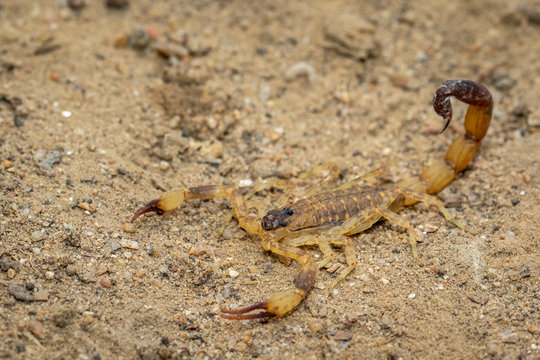 Image of brown scorpion on the ground. Insect. Animal.