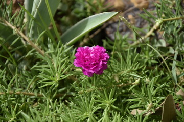 La  verdure tout couronnée d'une belle fleur