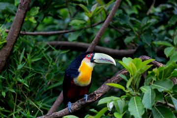 tucano