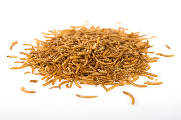 runder Haufen Mehlwürmer, Insekten, weisser Hintergrund