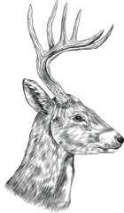 deer head with big horns profile realistic vector sketch black and white