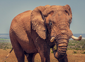 Elephants, bathing Addo National park South Africa