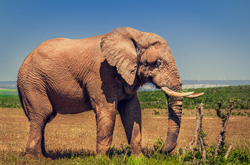 Elephants, bathing Addo National park South Africa